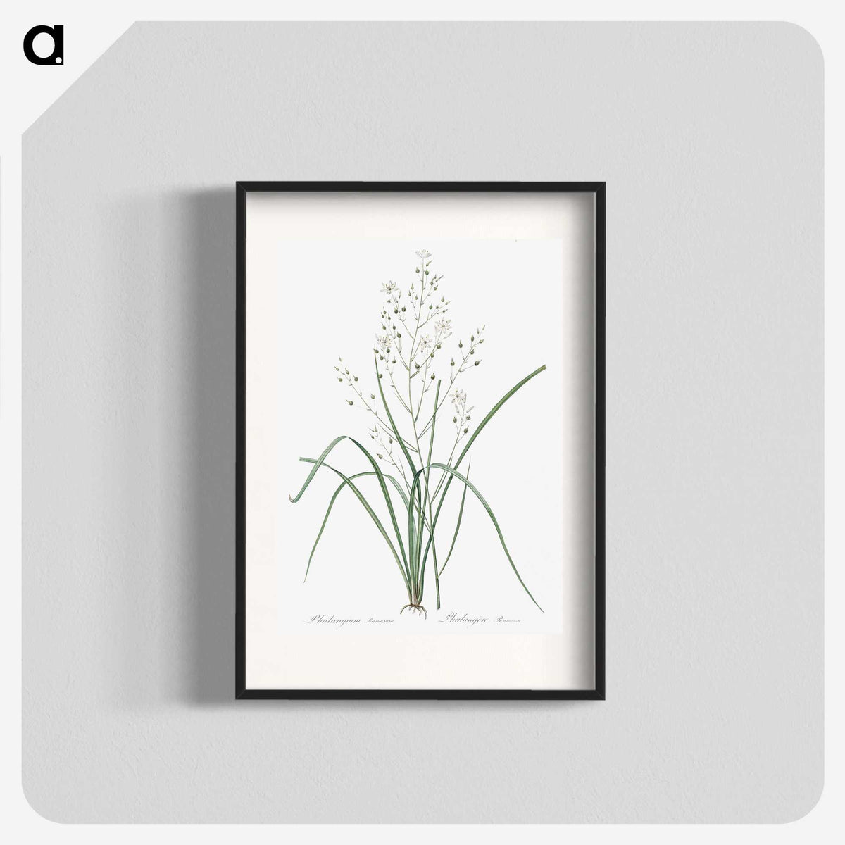 3-48_The-Lilies_blk