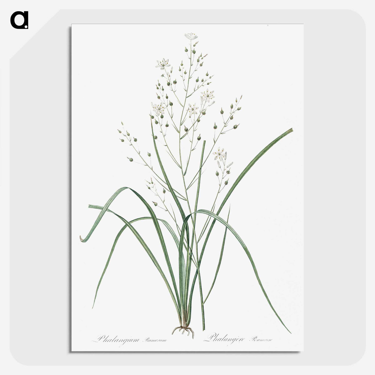 3-48_The-Lilies_picture-crop