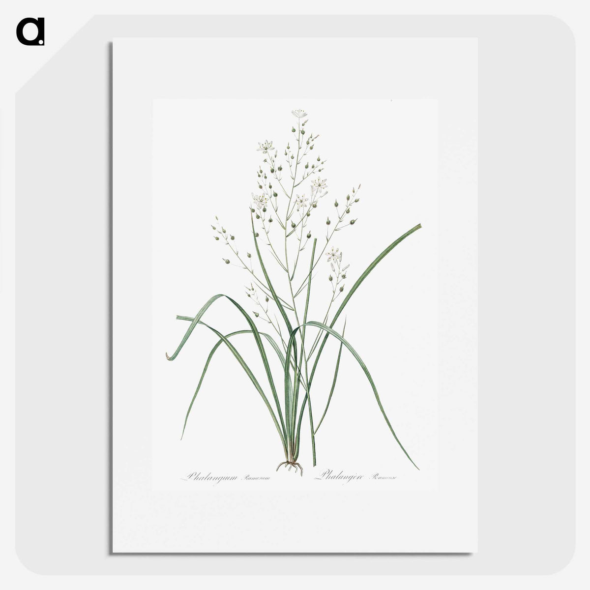 3-48_The-Lilies_picture