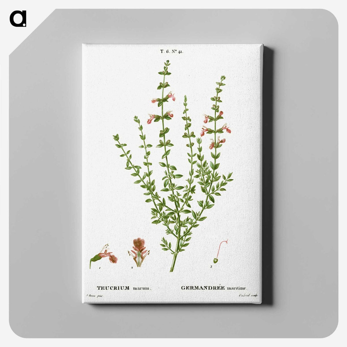 3-48_Treatise-on-Trees-and-Shrubs_canvas