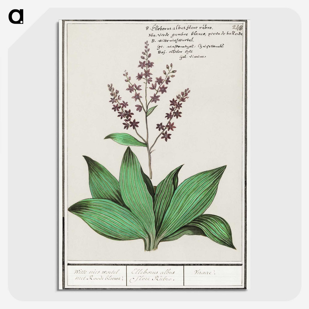 3-49_Anselmus-Boetius-de-Boodt_picture-crop