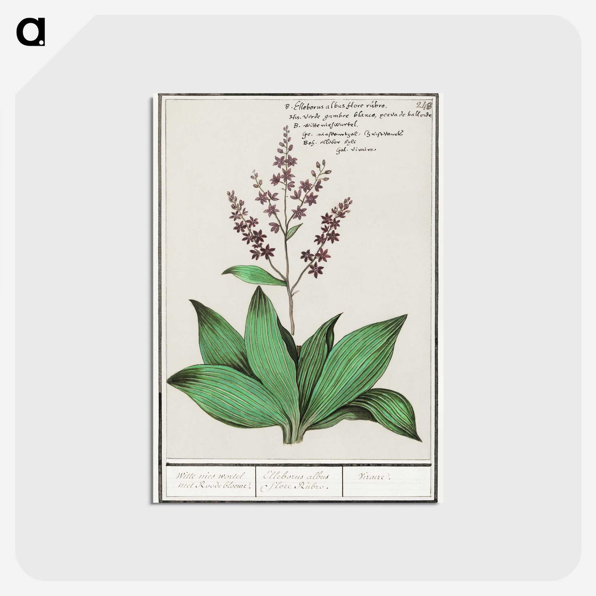 3-49_Anselmus-Boetius-de-Boodt_postcard
