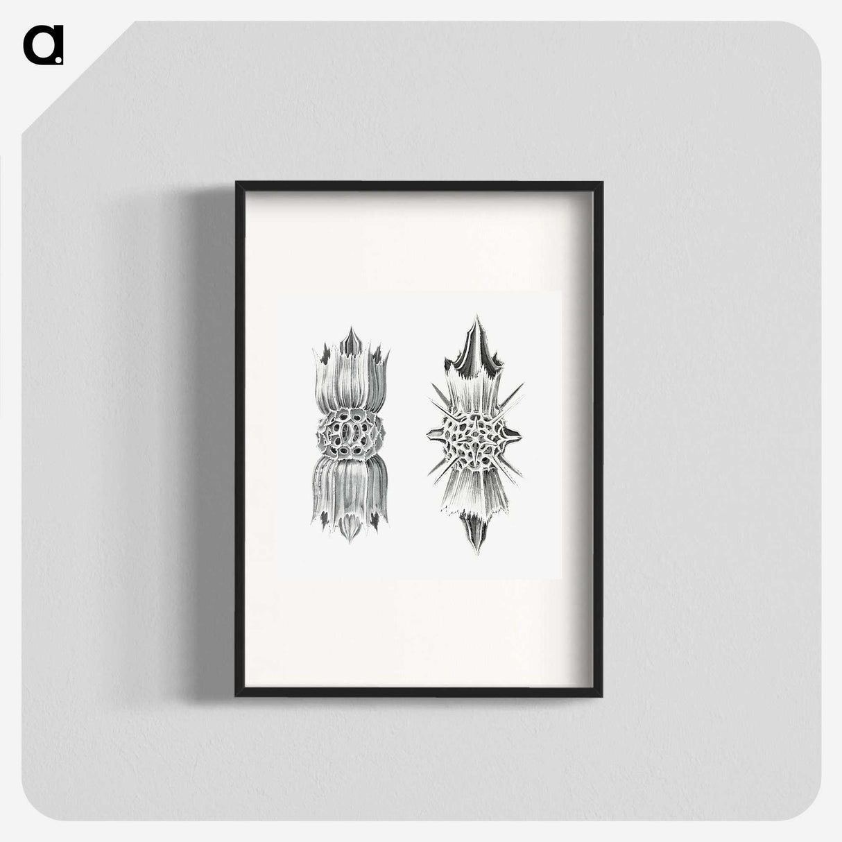 3-49_Ernst-Haeckel_blk