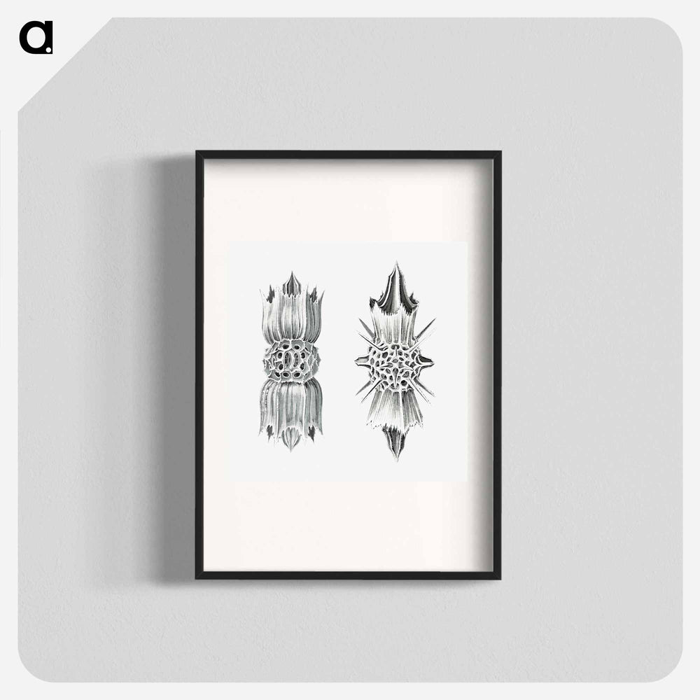 Vintage marine life illustration on white background - エルンスト ヘッケル Poster.