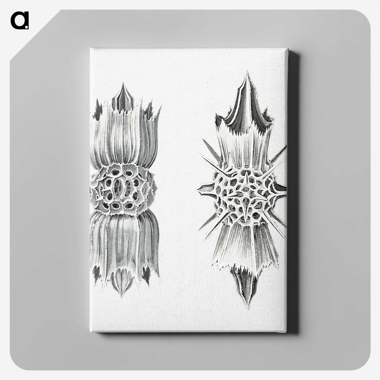 3-49_Ernst-Haeckel_canvas