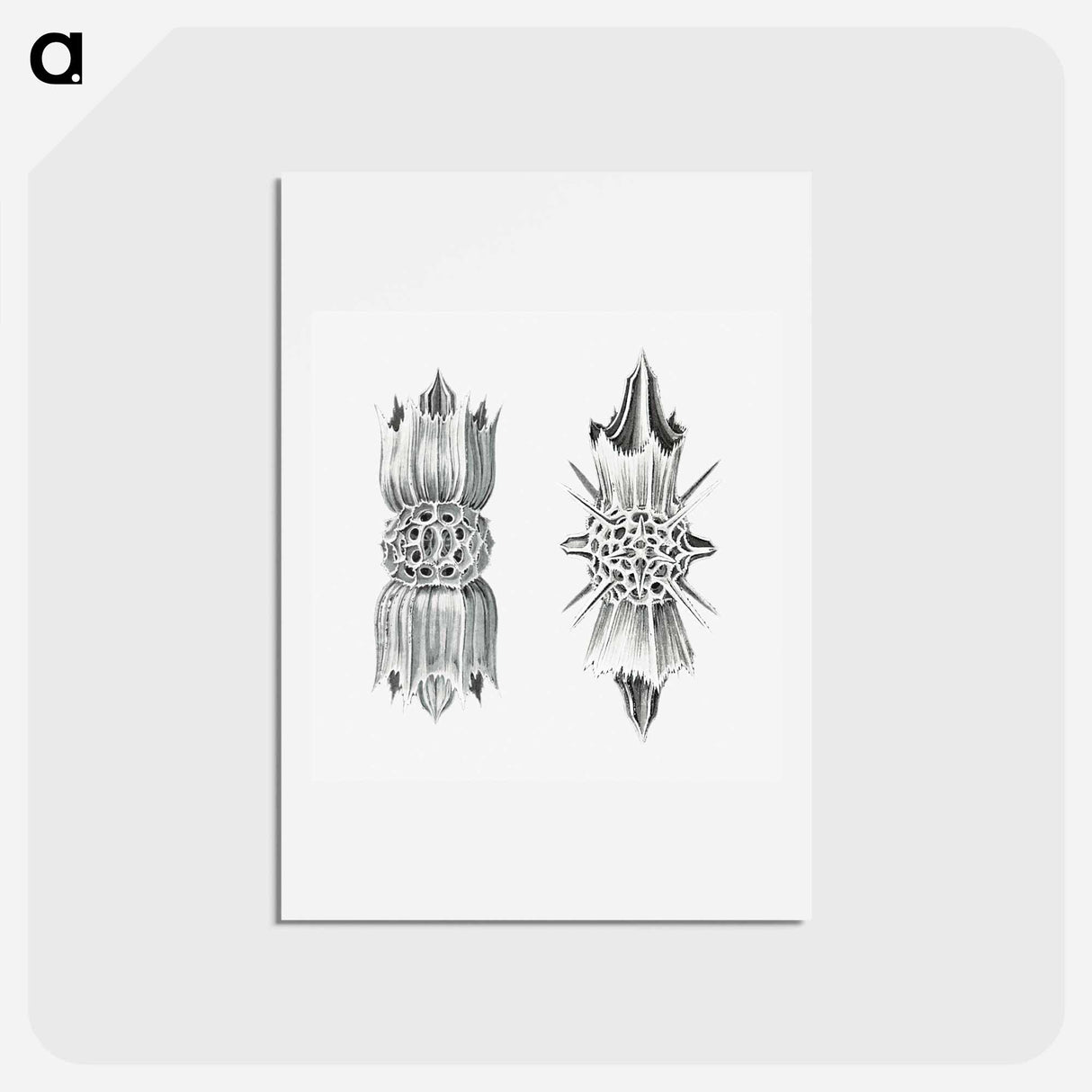 アートポストカード-Vintage marine life illustration on white background - エルンスト ヘッケル Postcard.