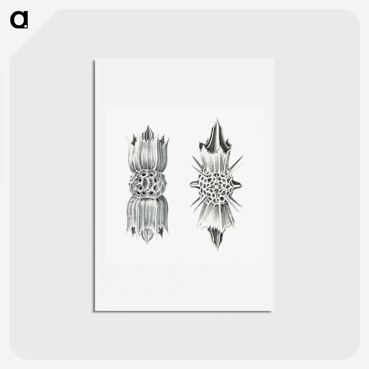 3-49_Ernst-Haeckel_hagaki