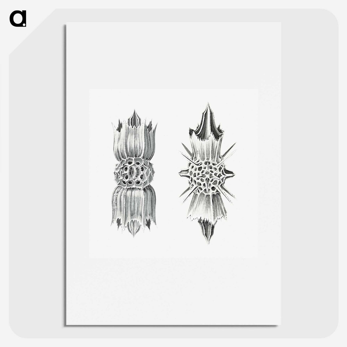 3-49_Ernst-Haeckel_picture