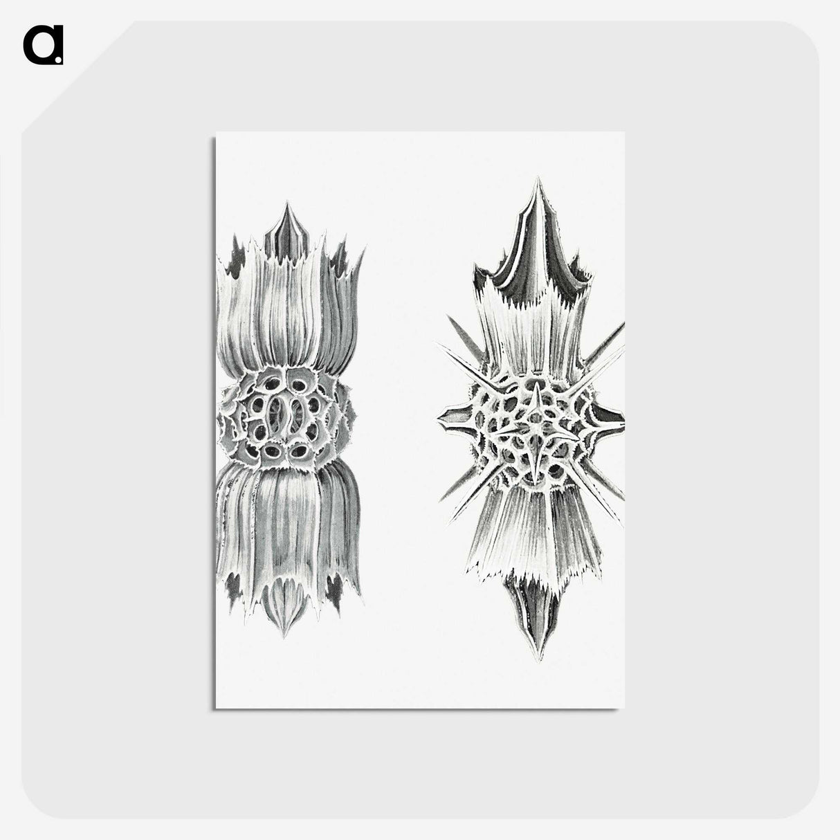 3-49_Ernst-Haeckel_postcard
