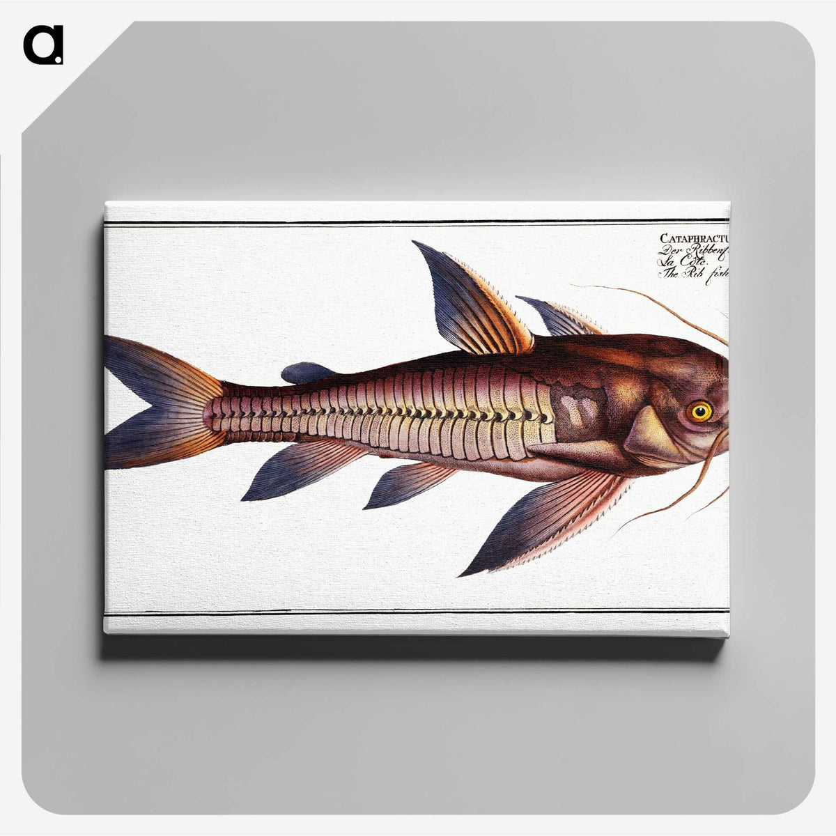 3-49_Ichtyologie-ou-Histoire-naturelle_canvas