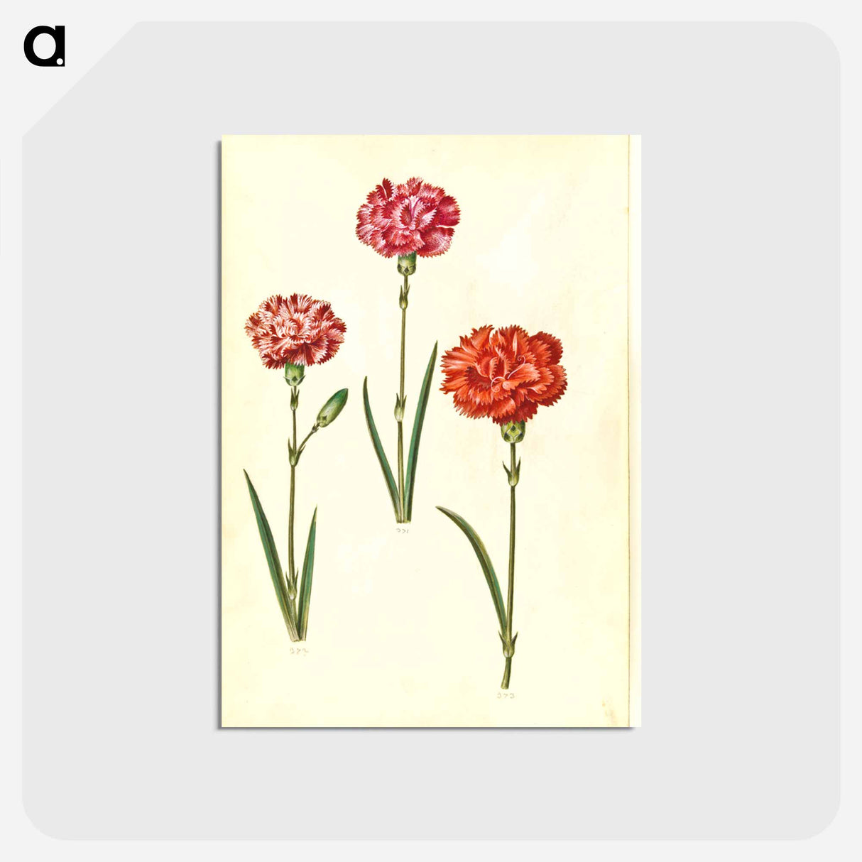 アートポストカード-Dianthus caryophyllus
- マリア ジビーラ メーリアン Postcard.
