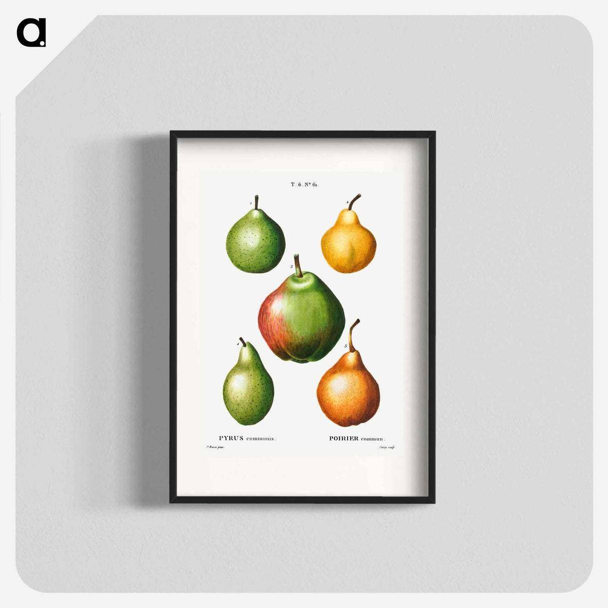 Pear, Pyrus communis - ピエール ジョゼフ ルドゥーテ Poster.