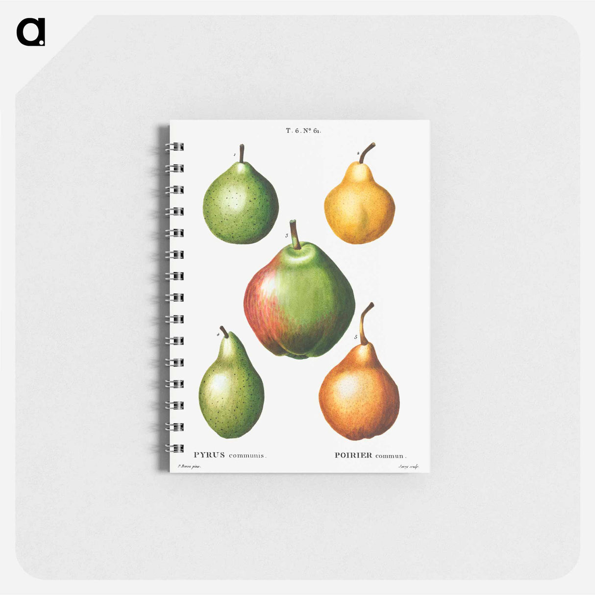 Pear, Pyrus communis - ピエール ジョゼフ ルドゥーテ Memo.
