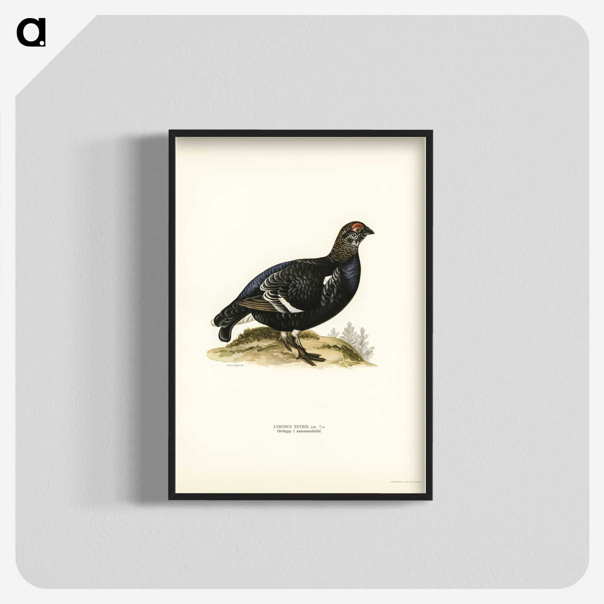 3-49_Svenska-Faglar_blk-crop