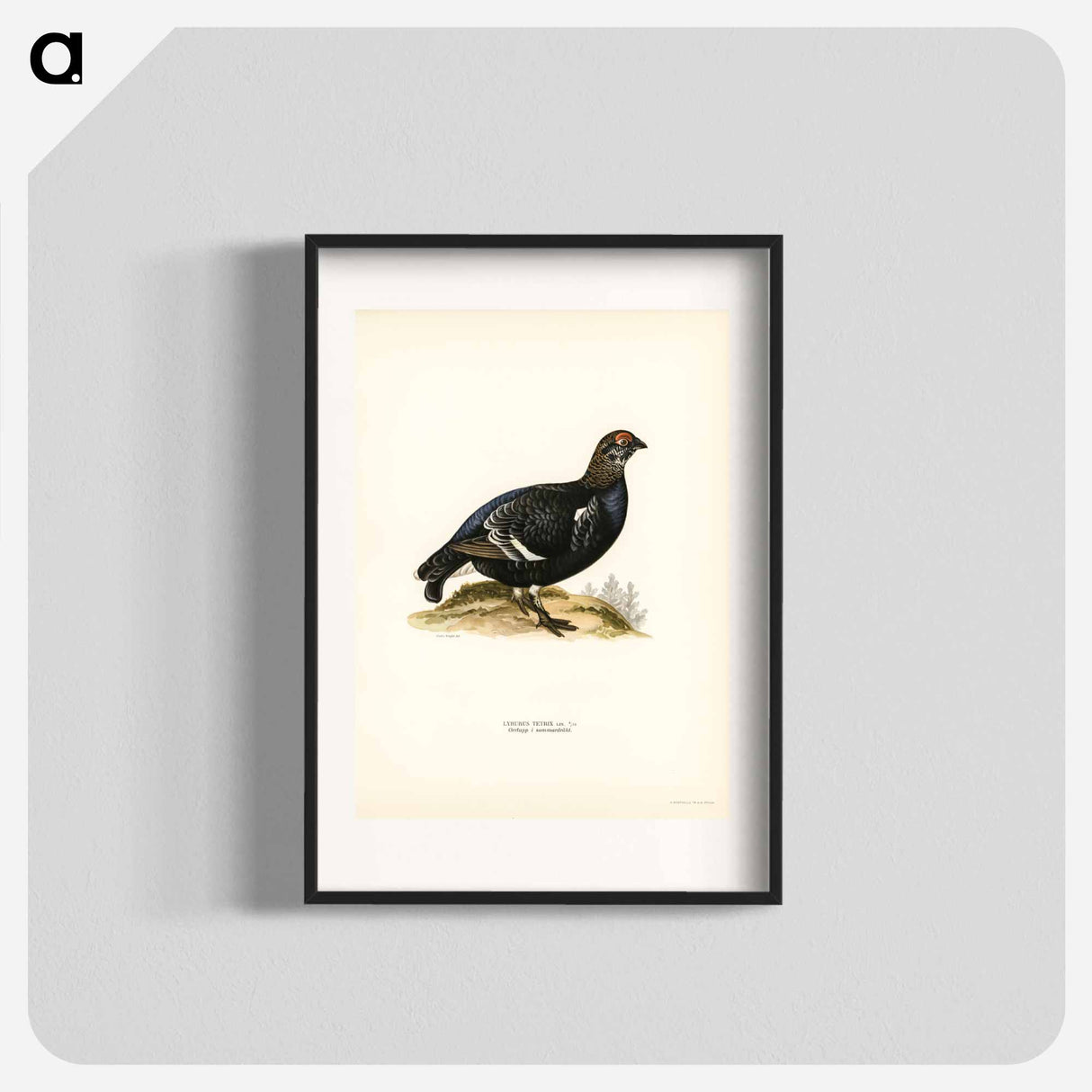 アートポスター-Black Grouse
- スヴェンスカ フォグラル Poster.