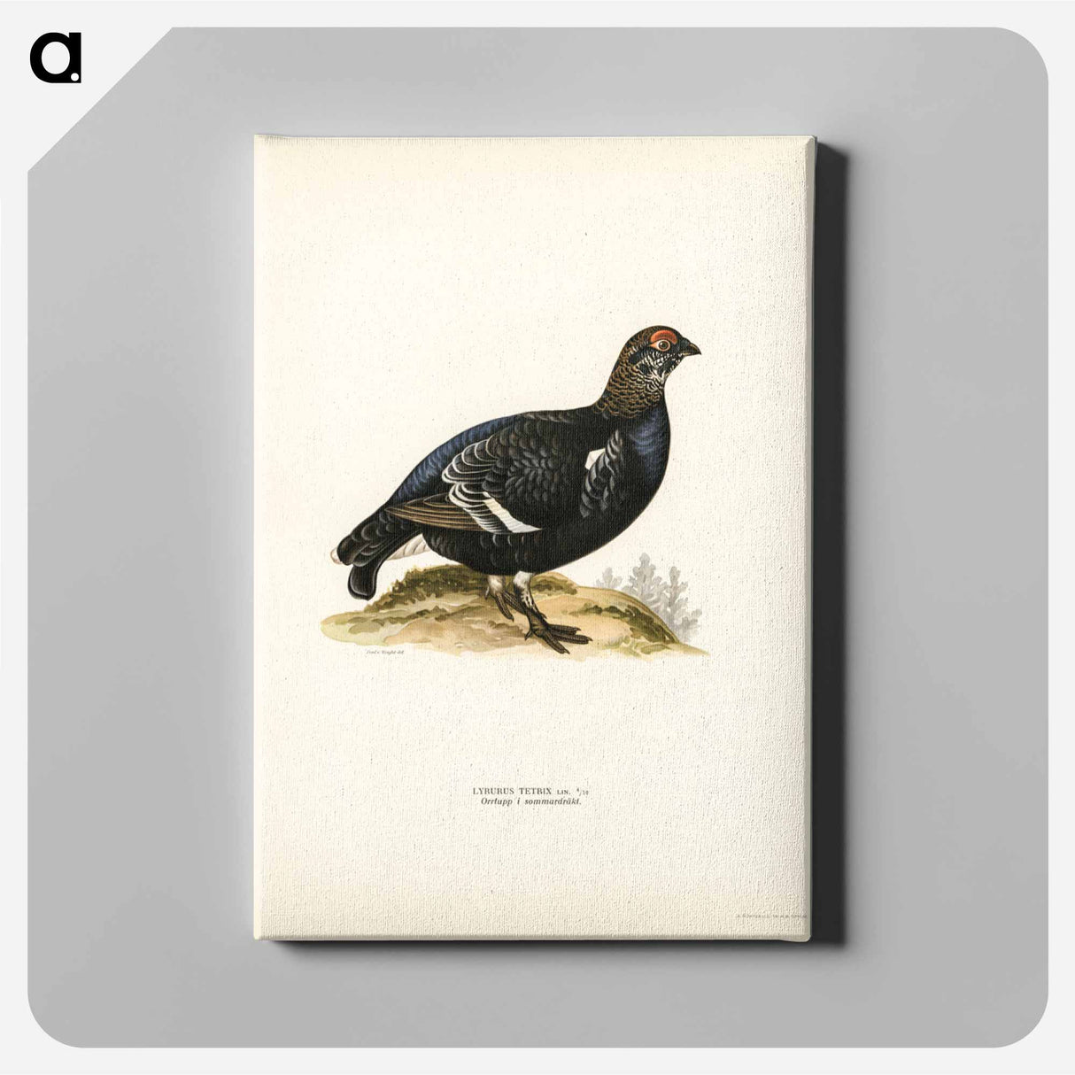 アートパネル-Black Grouse
- スヴェンスカ フォグラル Canvas.