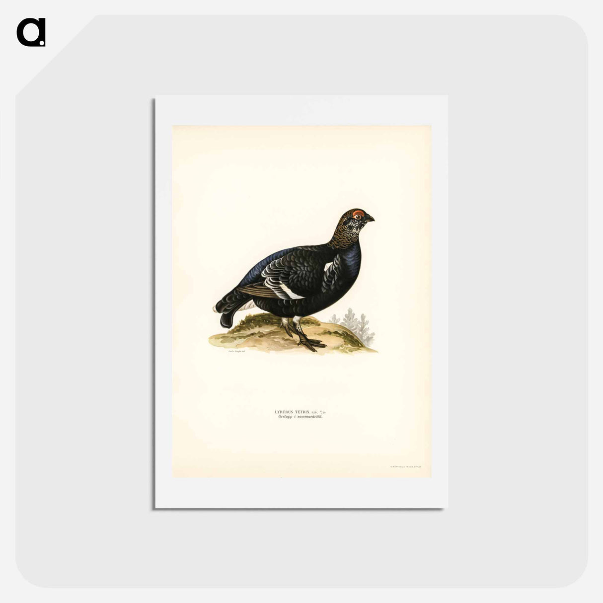 アートポストカード-Black Grouse
- スヴェンスカ フォグラル Postcard.