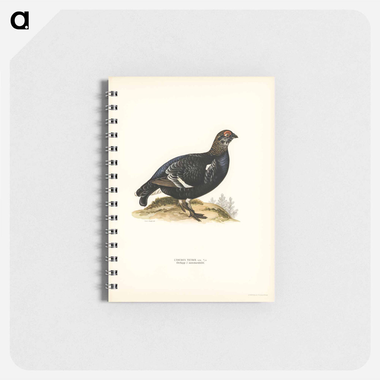 アートメモ帳-Black Grouse
- スヴェンスカ フォグラル Memo.