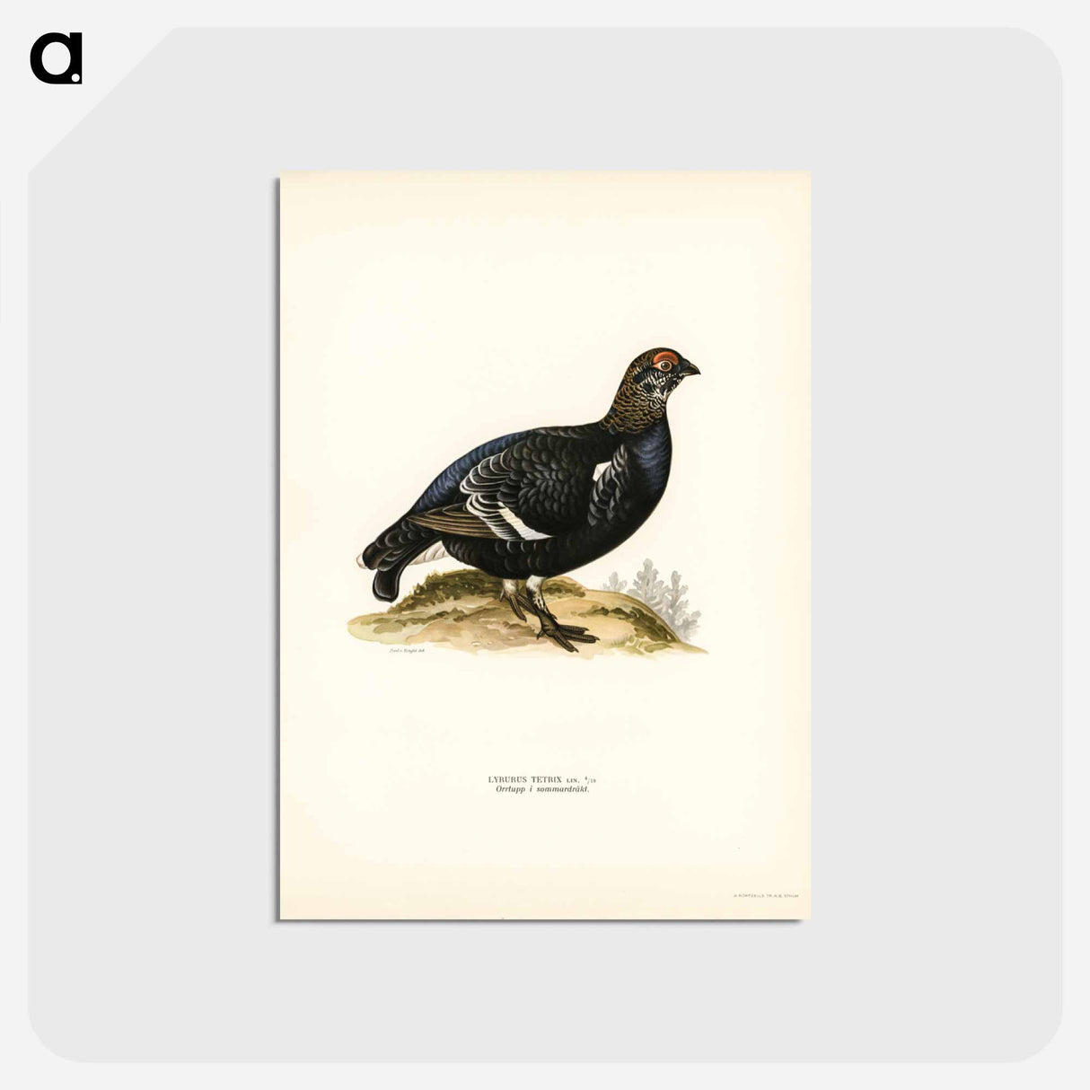 アートポストカード-Black Grouse
- スヴェンスカ フォグラル Postcard.
