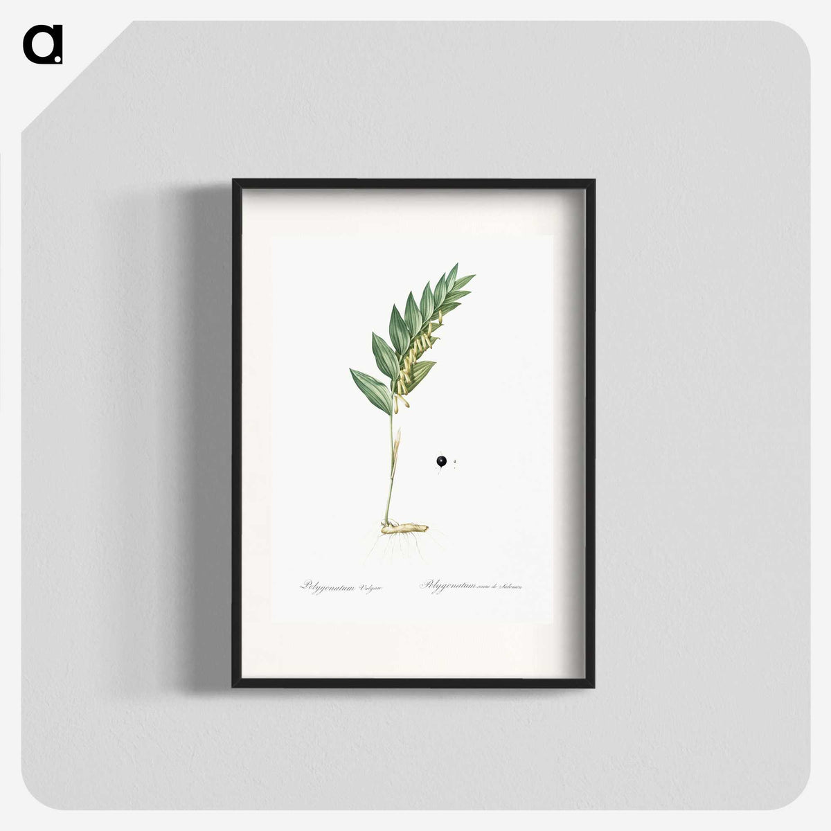 3-49_The-Lilies_blk