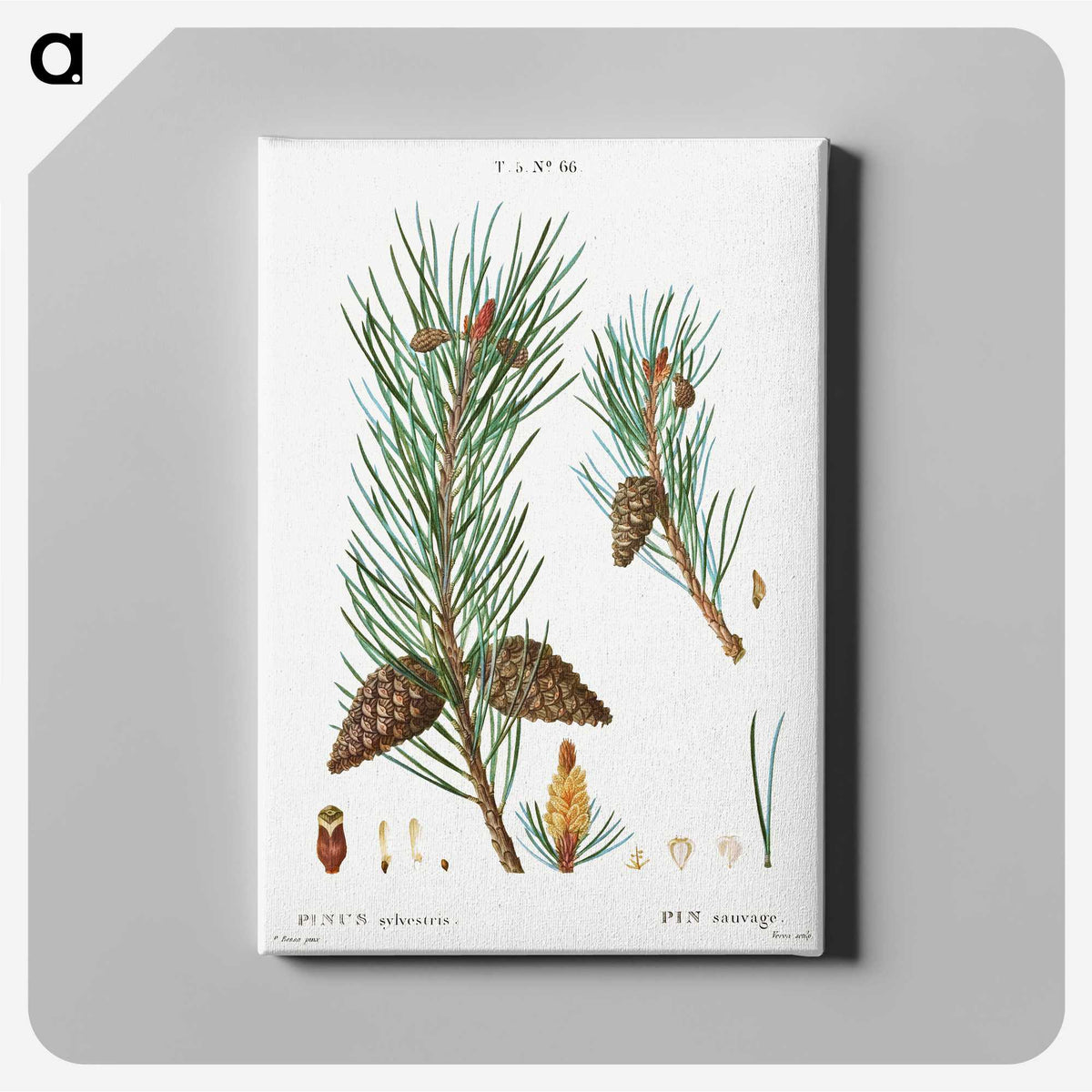 3-49_Treatise-on-Trees-and-Shrubs_canvas
