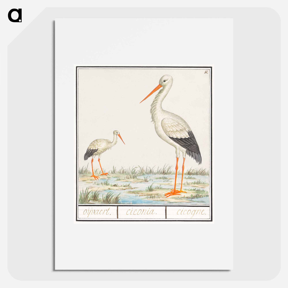 The Stork - アンセルムス ボエティウス デ ブート Poster.