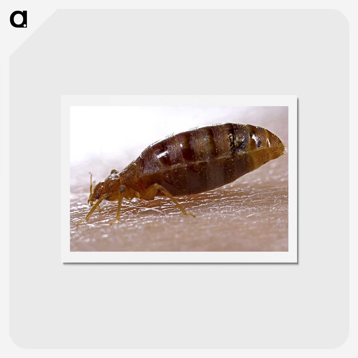 3-4_COVID-19_hagaki