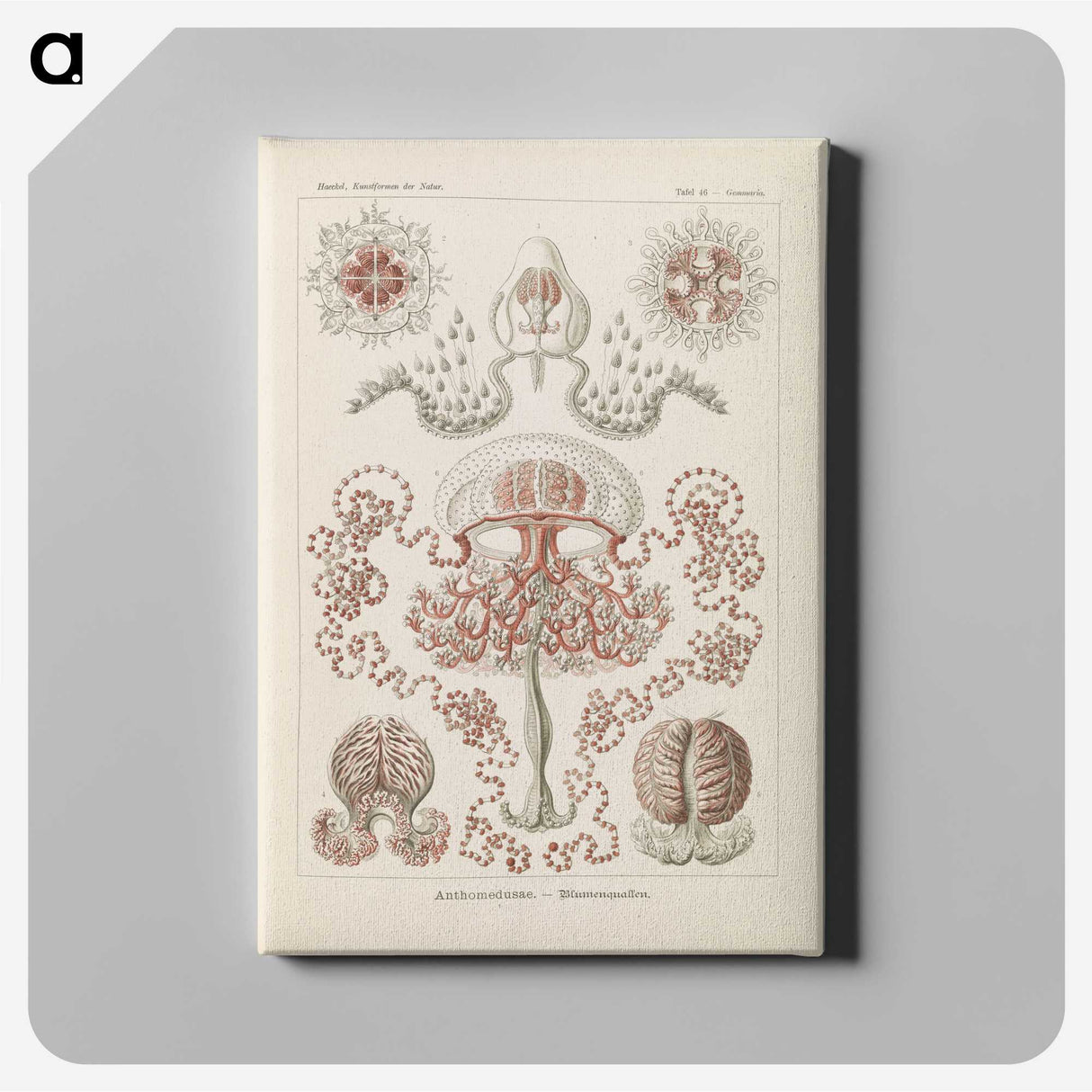 3-4_Ernst-Haeckel_canvas
