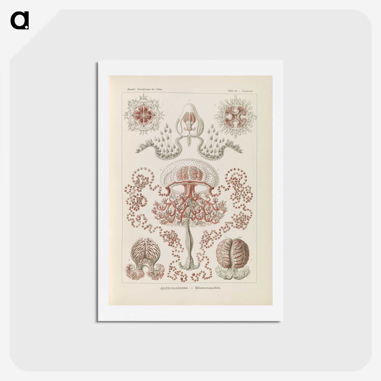 3-4_Ernst-Haeckel_hagaki