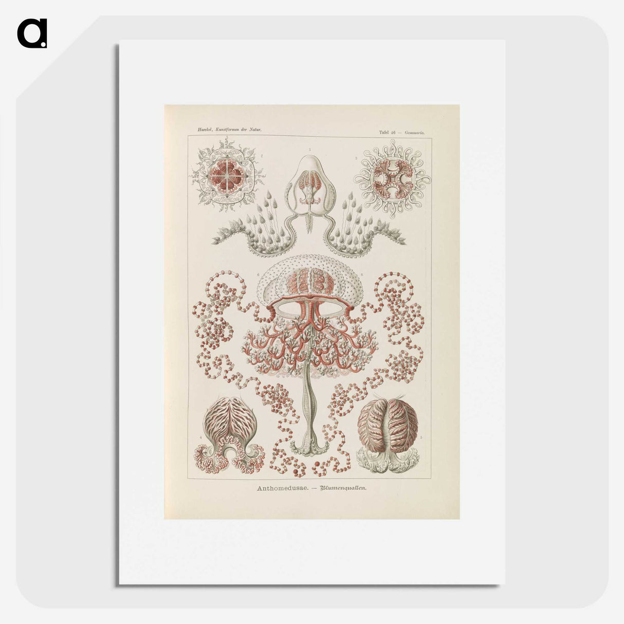 3-4_Ernst-Haeckel_picture