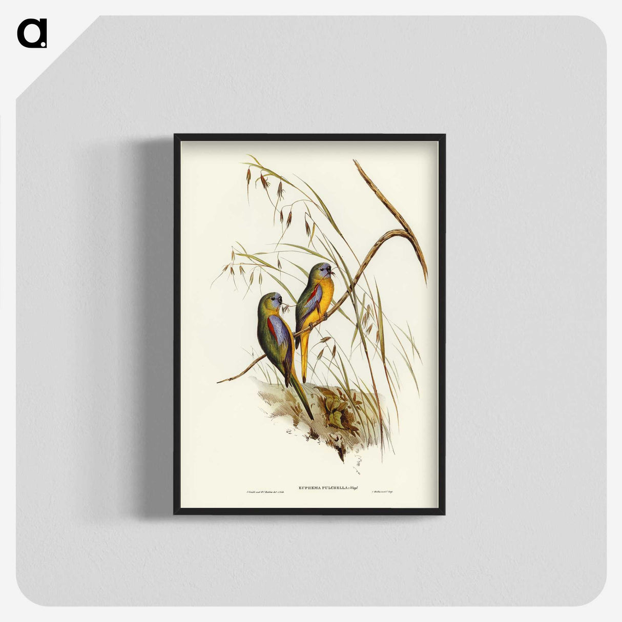 3-4_John-Gould_blk-crop
