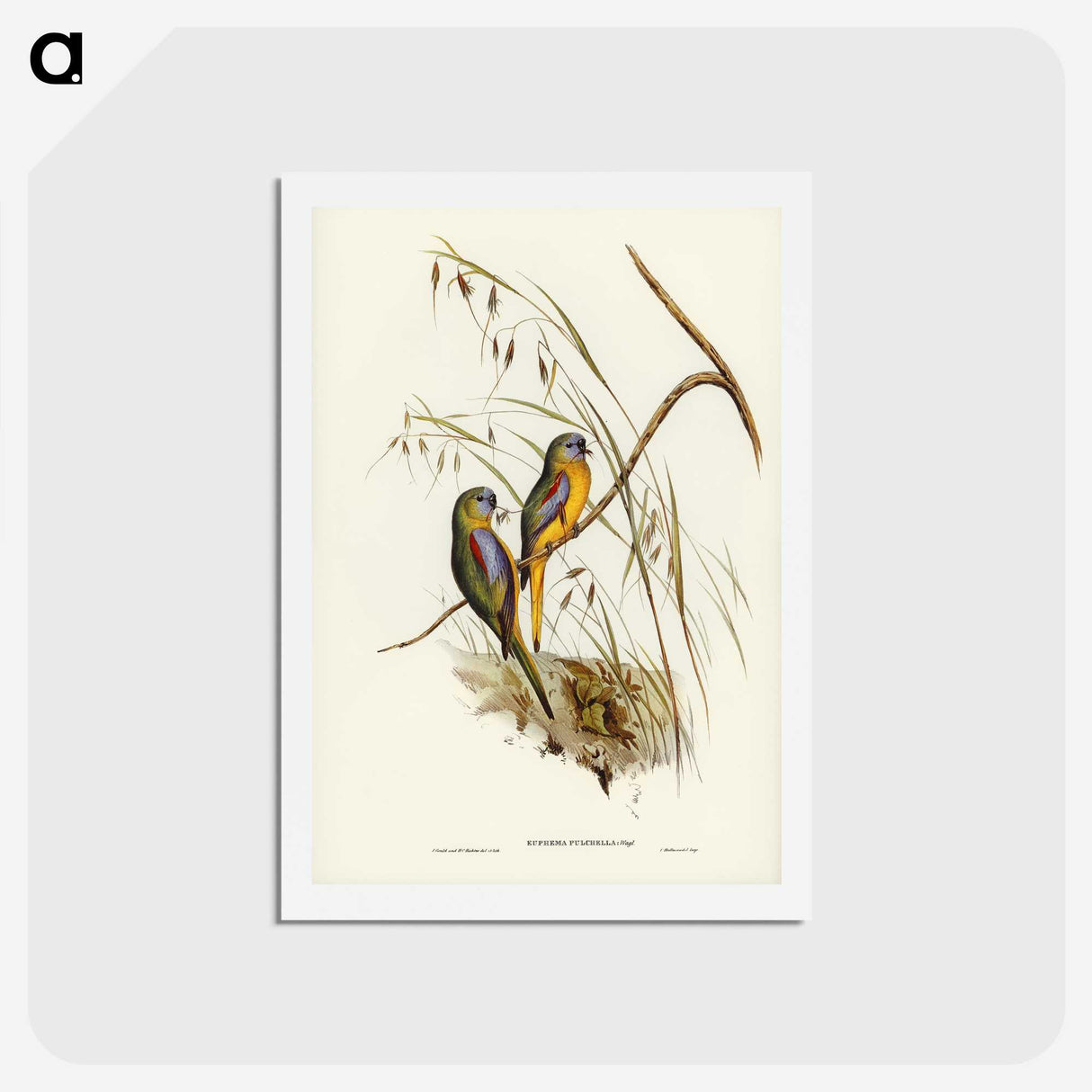3-4_John-Gould_hagaki