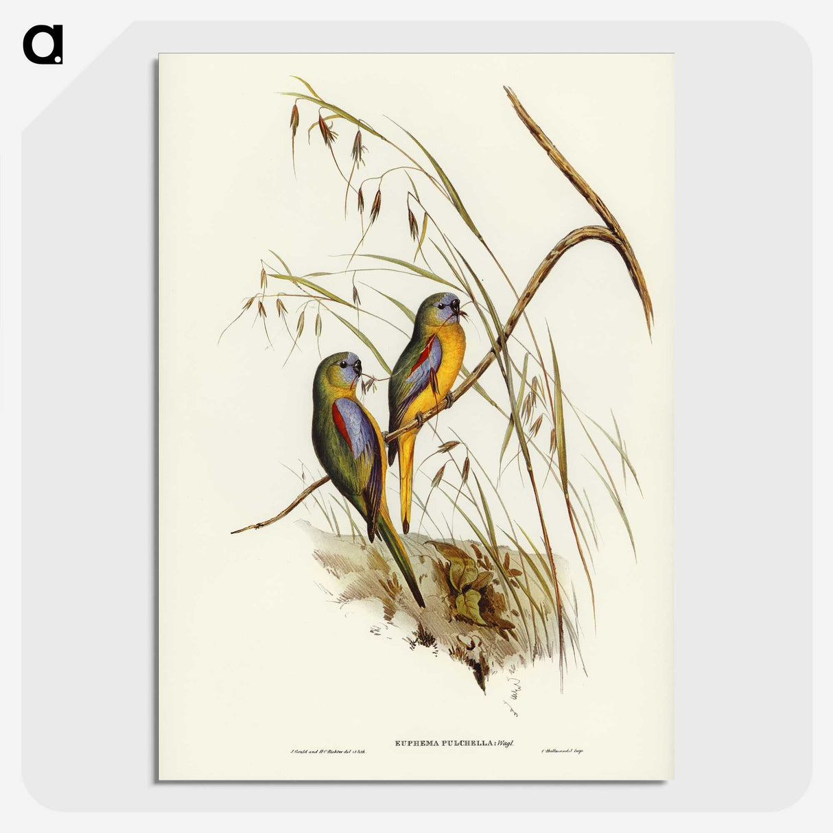 3-4_John-Gould_picture-crop