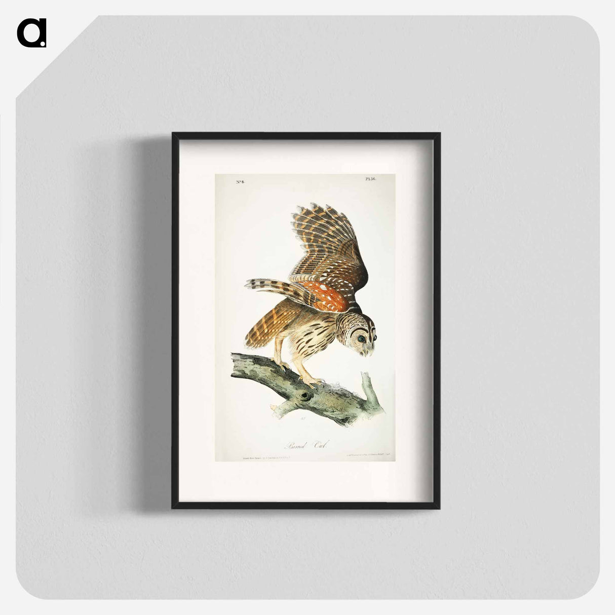 アートポスター-Birds of America
- ジョン ジェームス オーデュボン Poster.