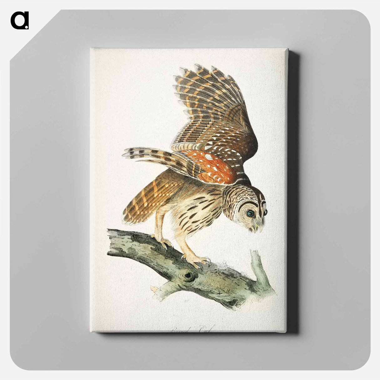 アートパネル-Birds of America
- ジョン ジェームス オーデュボン Canvas.