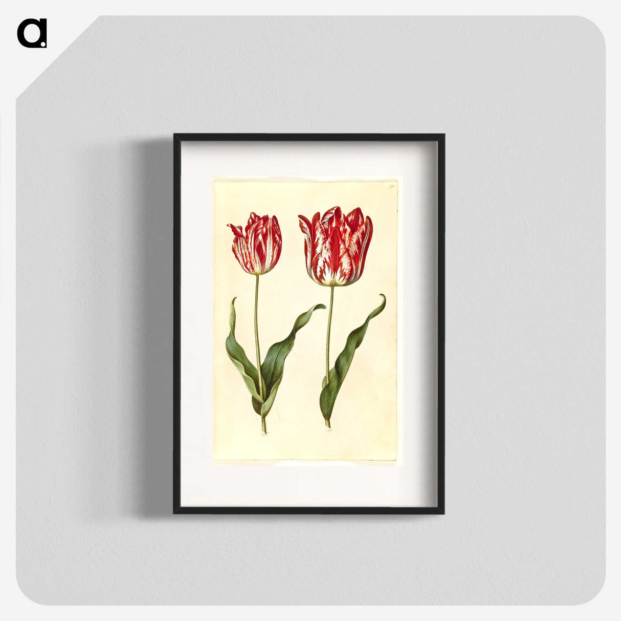 3-4_Maria-Sibylla-Merian_blk