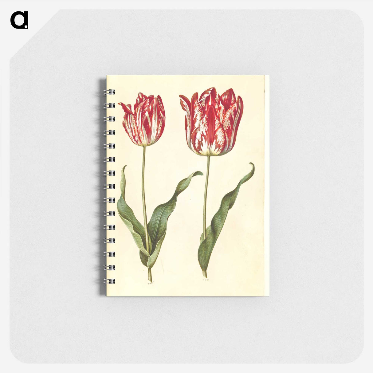 3-4_Maria-Sibylla-Merian_memo