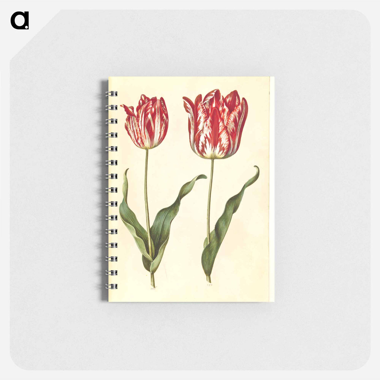 アートメモ帳-Tulipa Gesneriana
- マリア ジビーラ メーリアン Memo.