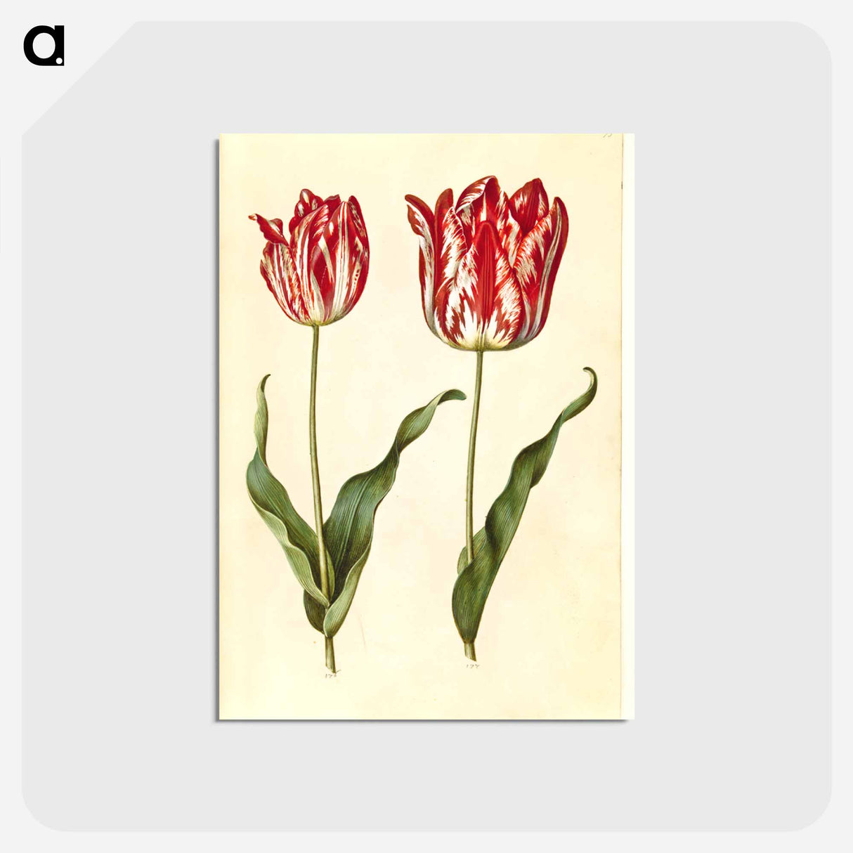 アートポストカード-Tulipa Gesneriana
- マリア ジビーラ メーリアン Postcard.