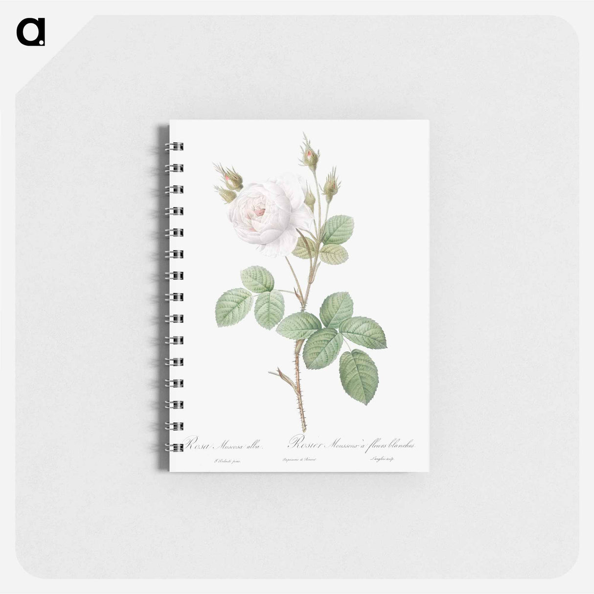 White Moss Rose - ピエール ジョゼフ ルドゥーテ Memo.