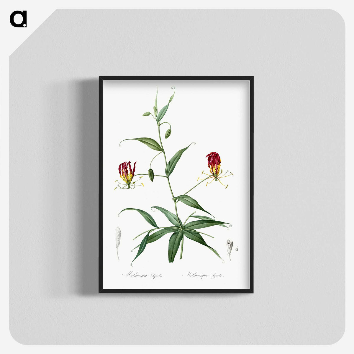 3-4_The-Lilies_blk-crop