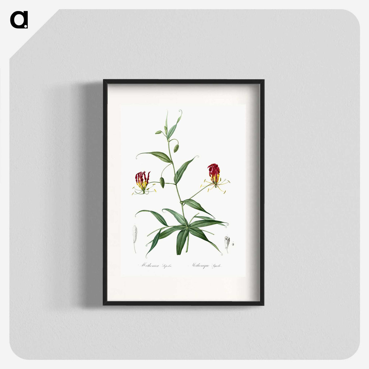 3-4_The-Lilies_blk