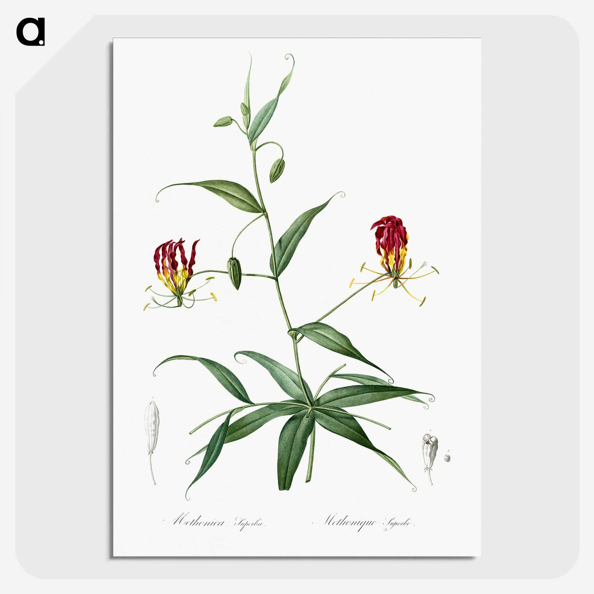 3-4_The-Lilies_picture-crop