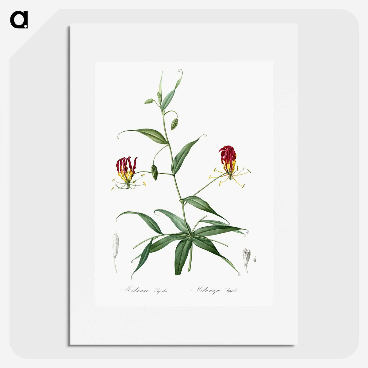 3-4_The-Lilies_picture