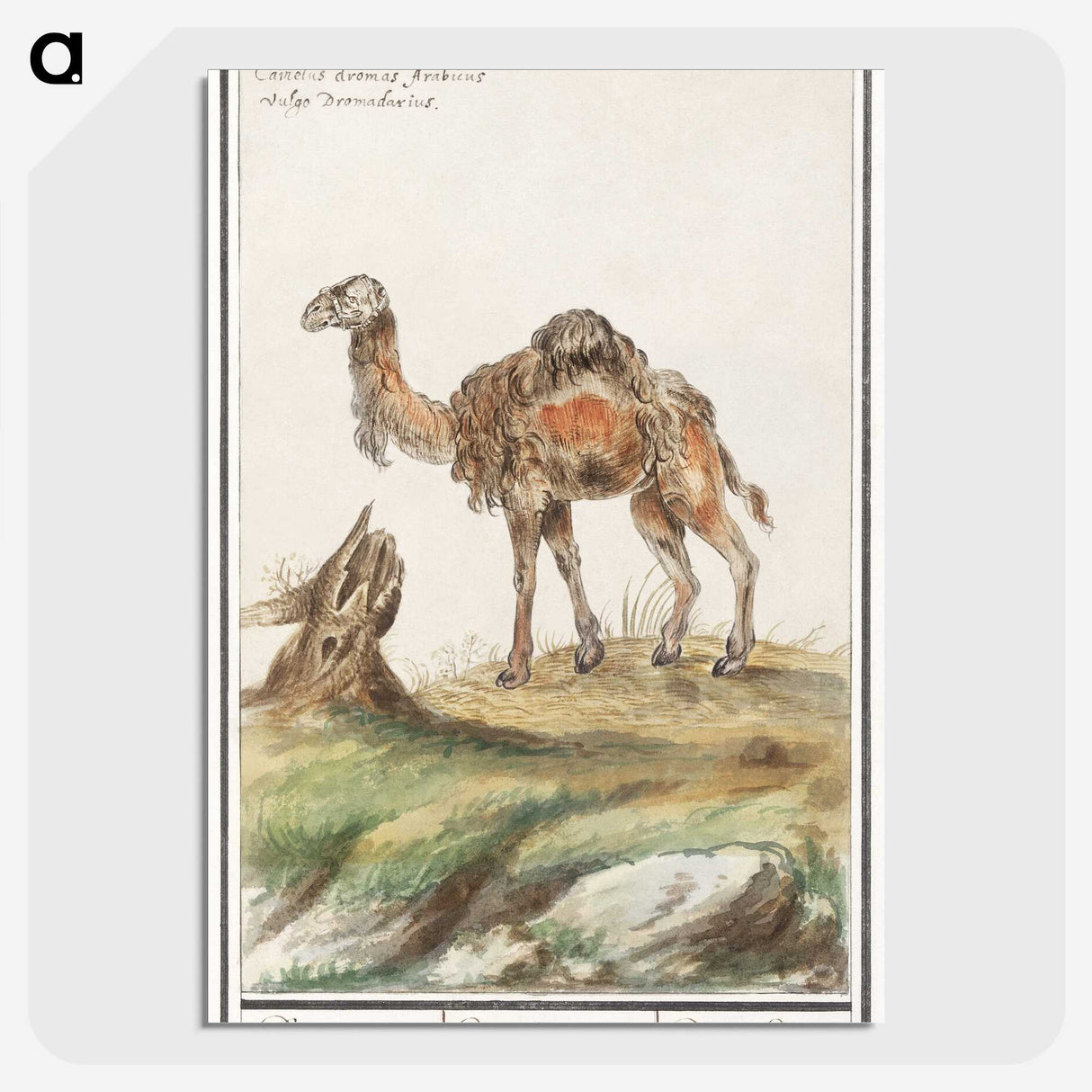 3-50_Anselmus-Boetius-de-Boodt_picture-crop