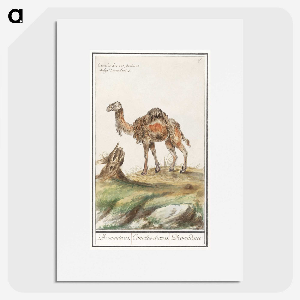 3-50_Anselmus-Boetius-de-Boodt_picture