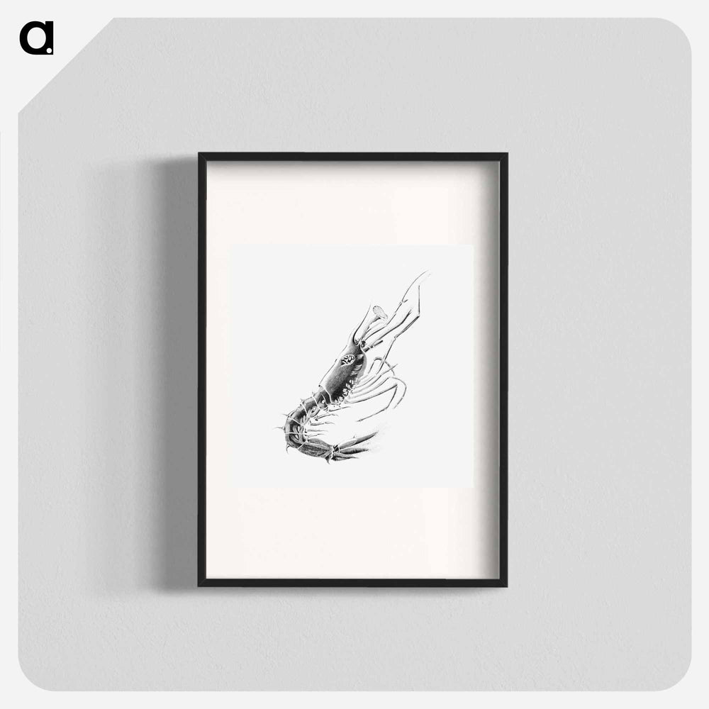 Vintage prawn marine life illustration - エルンスト ヘッケル Poster.