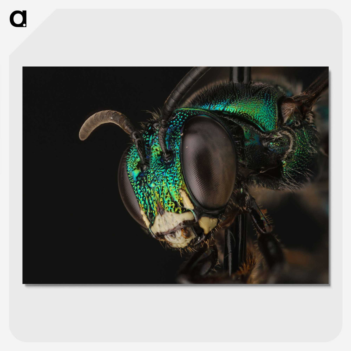 3-50_Insects-Unlocked-Project_picture-crop