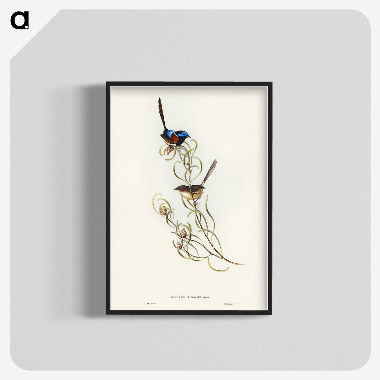 3-50_John-Gould_blk-crop