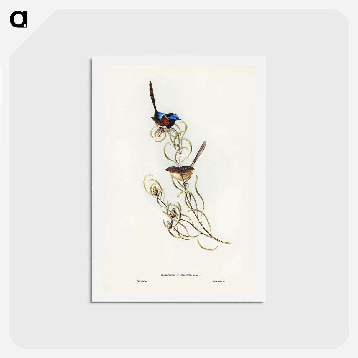 3-50_John-Gould_hagaki